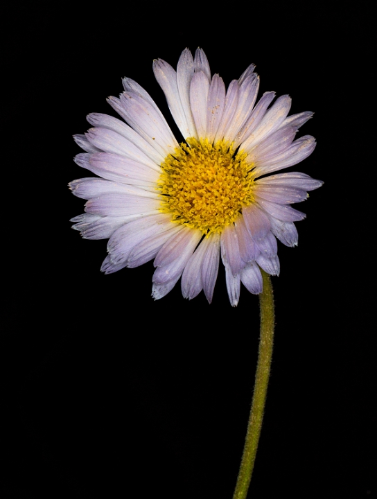 Asteraceae 16-6300.jpg